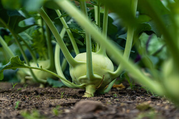 This image showcases freshly harvested green Kohlrabi in an organic garden, highlighting the...