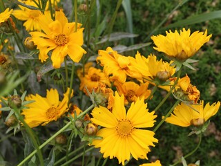 Yellow bunch of coreopsis close up
