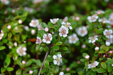 'Coral Beauty' Cotoneaster spring blooming branch with tiny white flowers and small green leaves....