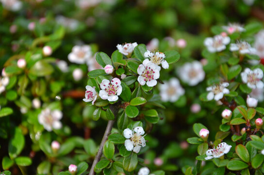 'Coral Beauty' Cotoneaster spring blooming branch with tiny white flowers and small green leaves. Closeup photo selected focus. Growing creeping cotoneaster -queen of carpets, landscaping concept.