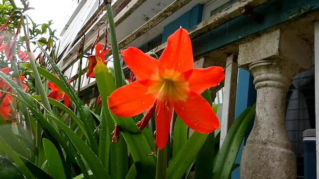 Video de lirios bajo la lluvia. En Puerto Rico es normal la lluvia, pero en exceso genera inundaciones.