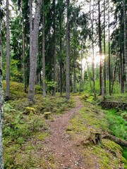 Obraz premium path in the woods