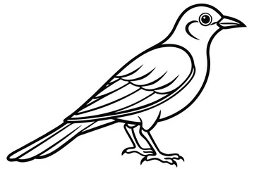dove isolated on white background