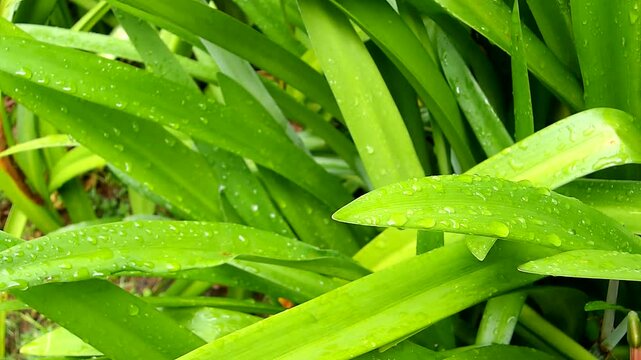 Video de lirios bajo la lluvia. En Puerto Rico es normal la lluvia, pero en exceso genera inundaciones.