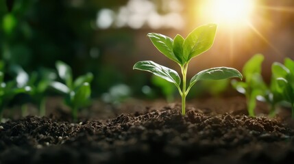 A sprouting green plant emerging from fertile soil under warm sunlight symbolizes growth, hope, and renewal in nature's vibrant ecosystem.