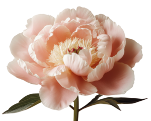 Pink Peony flower isolated on white background