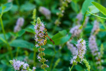 Yellow-black striped wasp feeds on purple colored pollen of garden mint flower during summer flowering in garden. Interaction of insects with plant world, harmony between different species of life