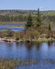 Springtime colors in forests around Costello creek in Algonquin Park