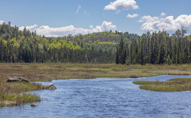 Springtime colors in forests around Spruce Bog
 in Algonquin Park