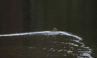 young Female Hooded Merganser leaving awake in a pond in Algonquin Park in springtime