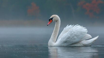 Obraz premium A white swan glides atop a lake amidst fog, framed by red and orange trees