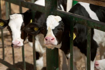 the photo of the calf is in black and white. The topic of animal husbandry and farming