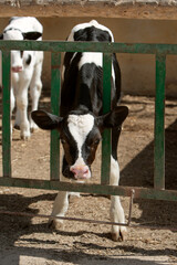 the photo of the calf is in black and white. The topic of animal husbandry and farming