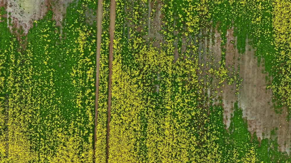 Poster top-down view of a flooded yellow-green field marked by brown patches and a winding path