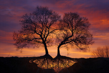 Silhouette of two leafless trees at sunset, roots intertwined, creating a heart shape, symbolizing unity, connection, and resilience against a fiery sky