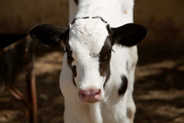 the photo of the calf is in black and white. The topic of animal husbandry and farming