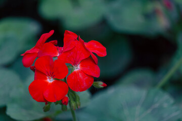 Vibrant red and orange geranium flowers in full bloom, surrounded by lush green foliage, basking in...