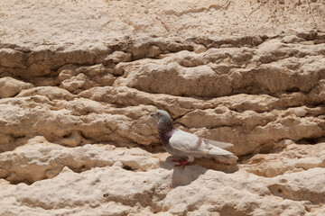 The dove as a symbol of peace lives on the Wailing Wall
