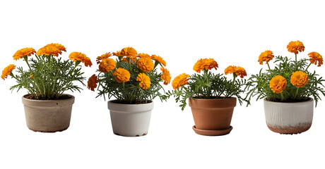 Set of Orange marigold plants in pots isolated on transparent background