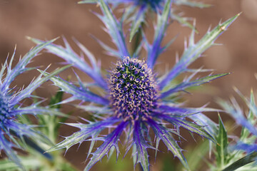 A Vibrant Blue Thistle Flower featuring Unique Spiky Petals that make it stand out beautifully in...