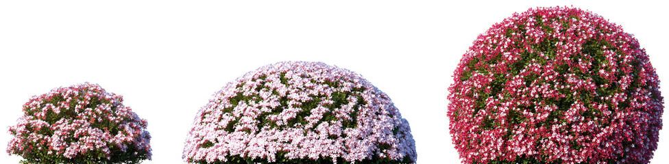Set of Glossy Abelia (Abelia × grandiflora) blossoming frontal street shrubs isolated png on a...