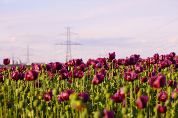 Wide field of blooming purple poppy flowers and green seed pods with high-voltage power lines in background. Rural agriculture scene with industrial elements. Springtime flora and farming concept. Eas