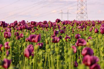Wide field of blooming purple poppy flowers and green seed pods with high-voltage power lines in background. Rural agriculture scene with industrial elements. Springtime flora and farming concept. Eas