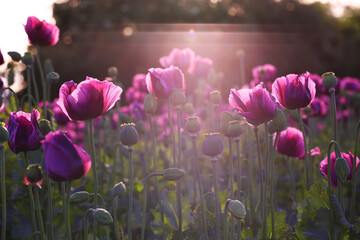 Purple poppy flowers and seed pods growing in a field at sunset. Outdoor nature photography. Flowering meadow. Spring bloom and gardening concept. Easter celebration. Design for postcard, greeting, in