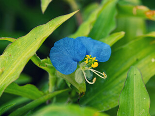 red flower, purple flower, lavandula, red leaves, yellow flower, pink flower, blue flower