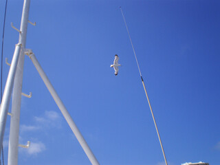 View of a seagull in the sky. Sardinia.