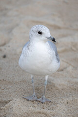 Sturmmöwen Jungvogel am Strand von Travemünde (Lübek) an der Ostsee an einem schönen Herbsttag