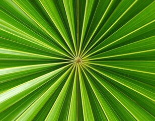 Obraz premium Radiating Palm Leaf Texture