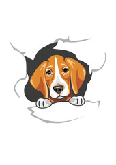 Foxhound peeps through torn paper