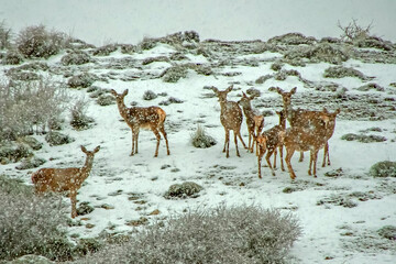 Ciervo común sobre la nieve, en el parque natural de Cazorla, Segura y Las Villas.