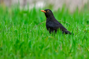 Mirlo, en el parque natural de Cazorla, Segura y Las Villas.