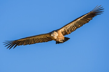  Buitre leonado en vuelo, en el parque natural de Cazorla, Segura y Las Villas.