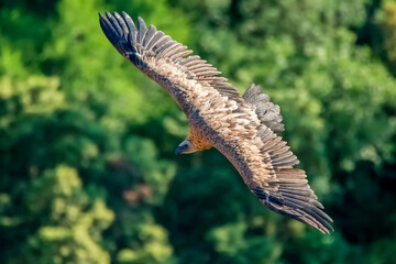  Buitre leonado en vuelo, en el parque natural de Cazorla, Segura y Las Villas.