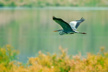 Garza real, en el parque natural de Cazorla, Segura y Las Villas.