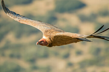  Buitre leonado en vuelo, en el parque natural de Cazorla, Segura y Las Villas.