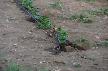 Young potato sprouts with drip irrigation system in Cyprus