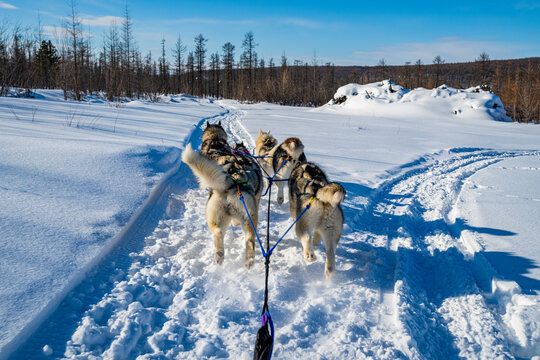 Dog sledding, Tura, Krasnoyarsk Krai, Evenki state, Russia