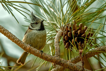 Herrerillo capuchino, en el parque natural de Cazorla, Segura y Las Villas.