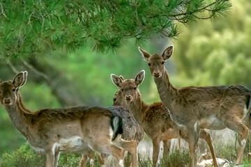 Fototapeta premium Gamos, en el parque natural de Cazorla, Segura y Las Villas.