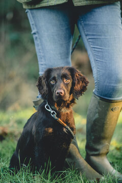 Cocker Spaniel at a Pheasant shoot in the UK