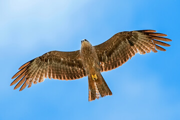 Milano real, habitante común en el parque natural de Cazorla, Segura y Las Villas.