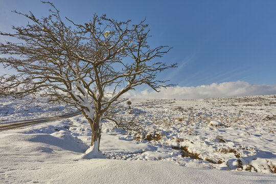 A lone hawthorn tree in snow in the dead of winter, near Moretonhampstead, Dartmoor National Park, Devon, United Kingdom