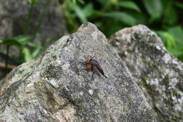 A robber fly is perched on a granite rock surface with a captured moth
