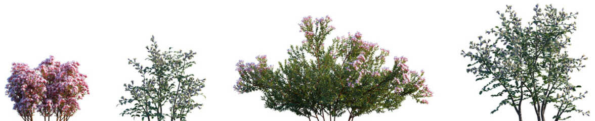 Set of Glossy Abelia and Sophora davidii blossoming frontal street shrubs isolated png on a...