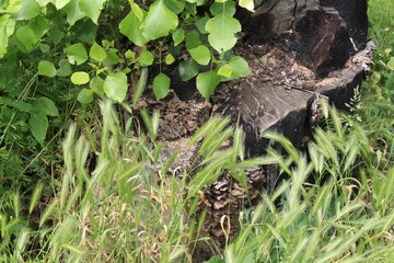 Natural scene of green grass and leaves surrounding a decaying wood stump outdoors