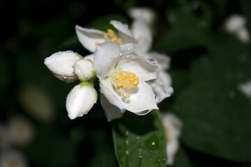 White jasmine flowers with fresh water drops  background 